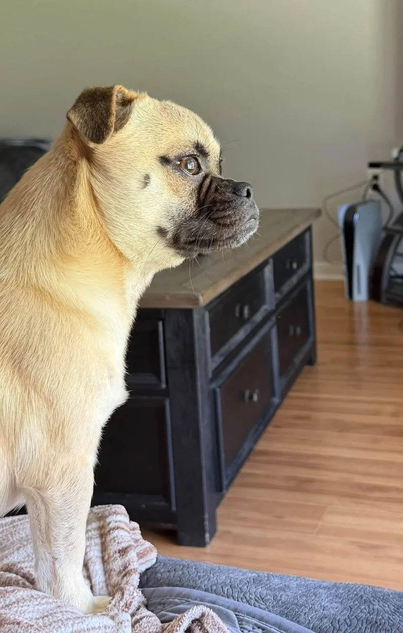 Ralphie thumbnail 5