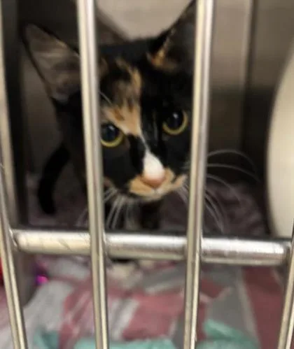 An adult small-sized female Domestic Short Hair cat named Pumpkinbonded With Jupiter for adoption in Baraboo, WI