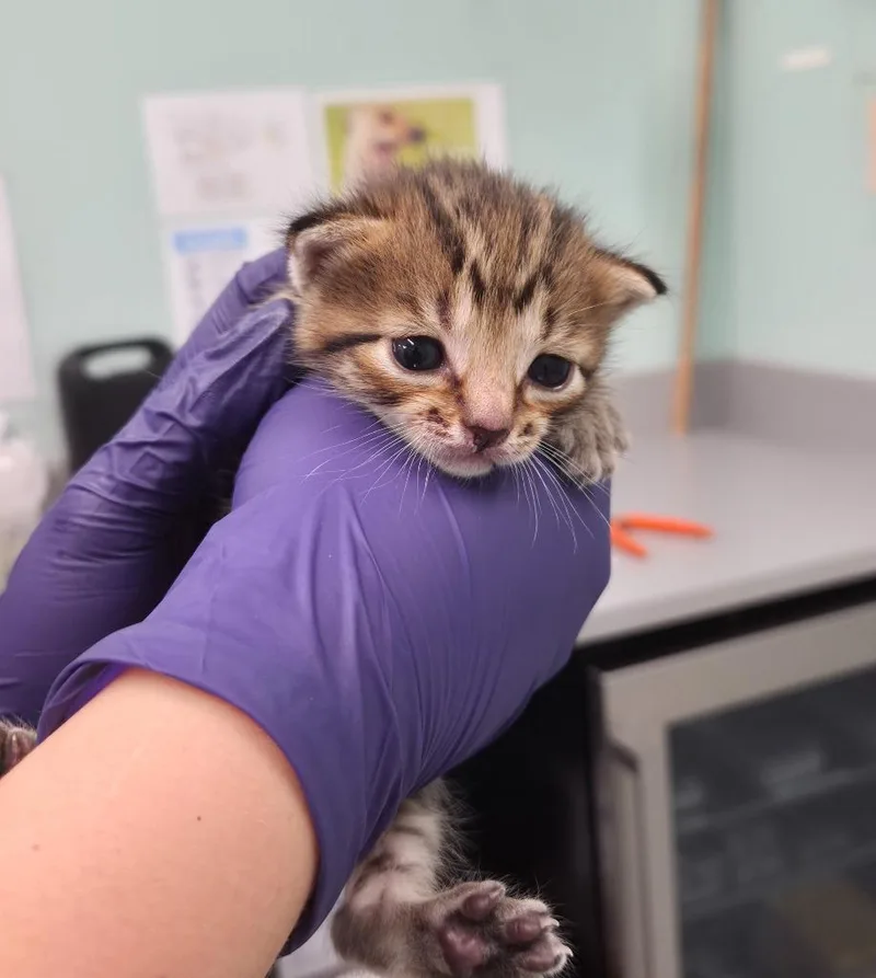 A baby small-sized female Domestic Short Hair cat named Dos for adoption in Athens, TN