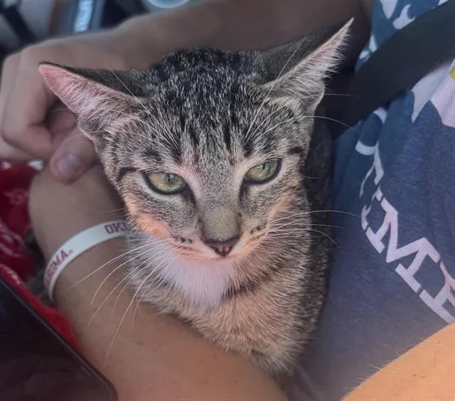 A young small-sized female Domestic Short Hair cat named Jennipurr Lopaws for adoption in San Antonio, TX