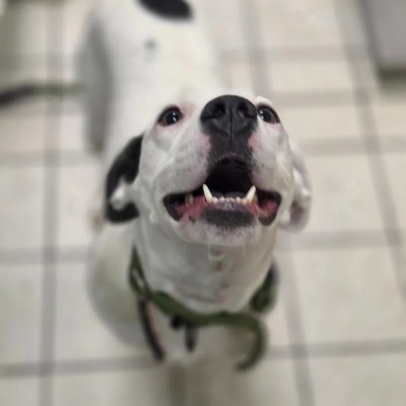 An adult medium-sized female White / Cream Mixed Breed dog named Queso AKA Quadratic Equation for adoption in Charleston, WV