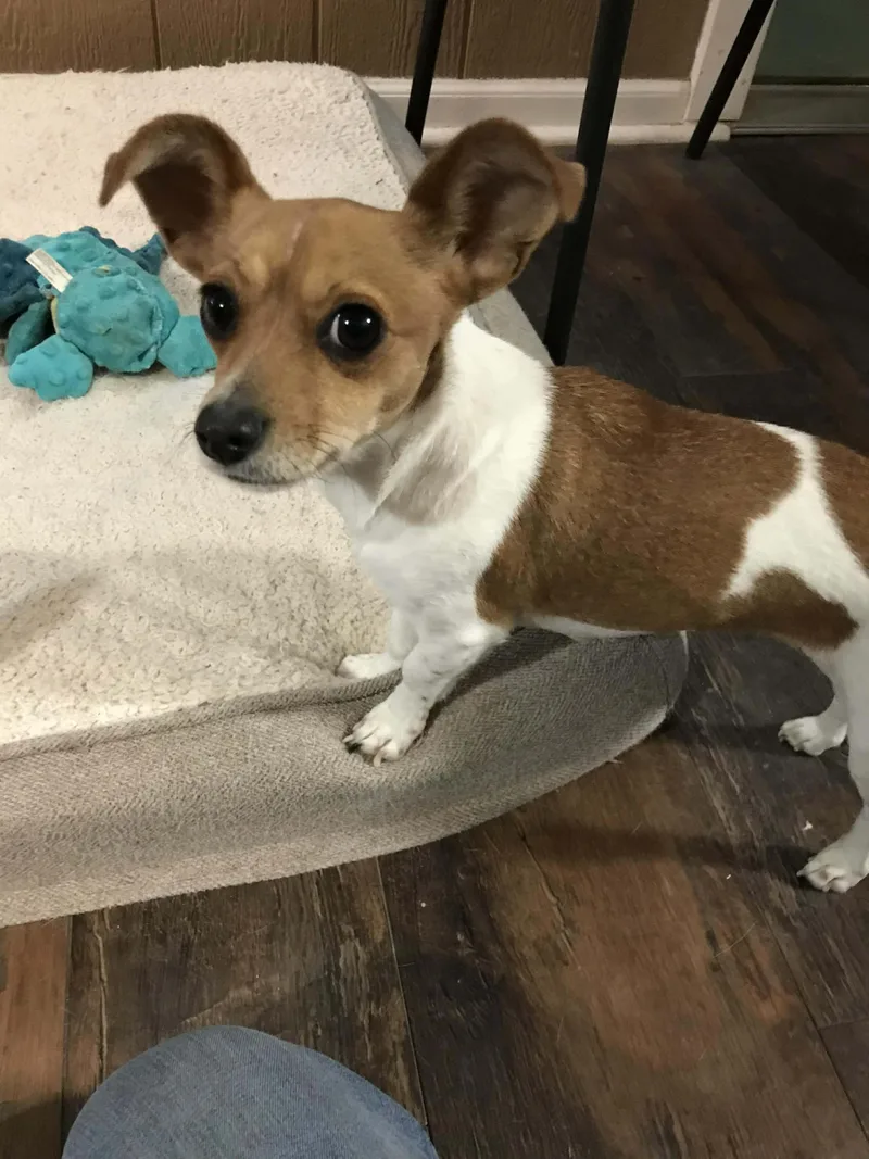 A young small-sized male Golden Chiweenie dog named Buddy And Chiquita for adoption in San Antonio, TX