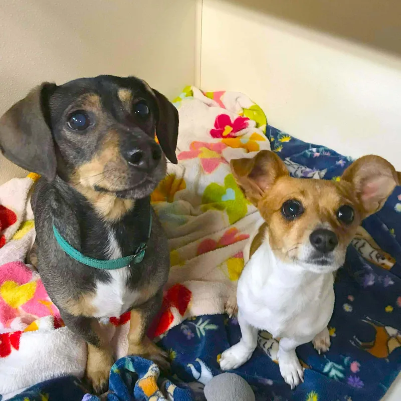 Buddy And Chiquita thumbnail 2