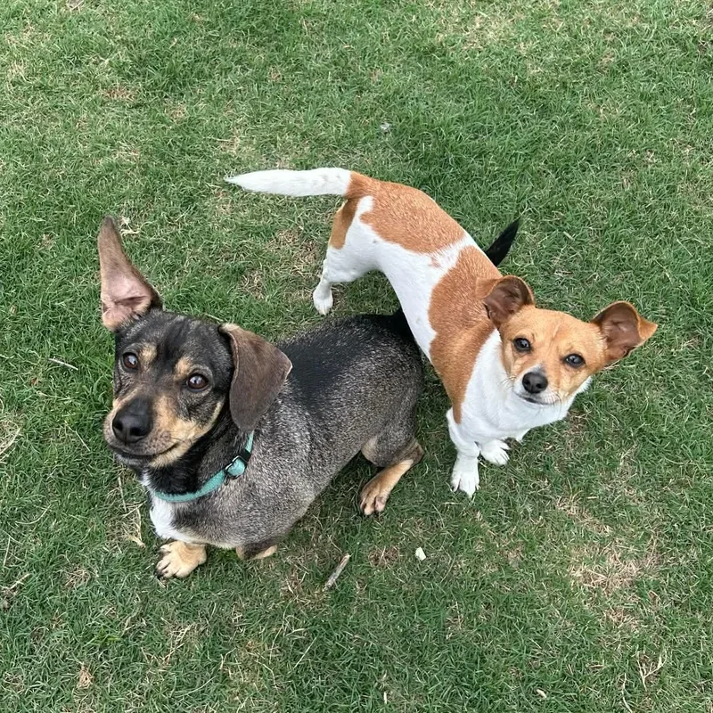 Buddy And Chiquita thumbnail 4