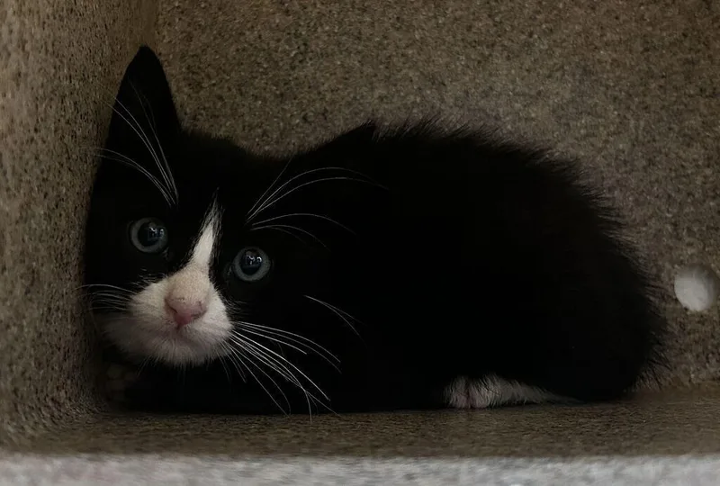 A baby small-sized female Black Domestic Short Hair cat named Tot for adoption in Fruit Heights, UT