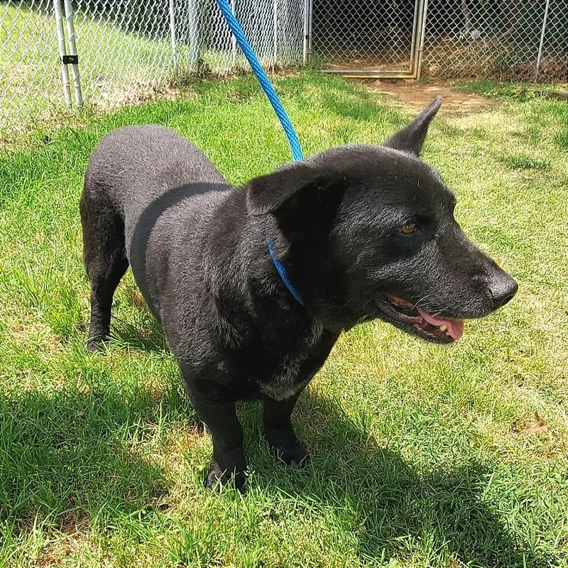 An adult large-sized male Black Mixed Breed dog named Washburn for adoption in Denison, TX