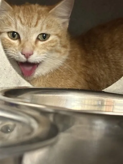 A young small-sized female Domestic Short Hair cat named Bean for adoption in Casper, WY
