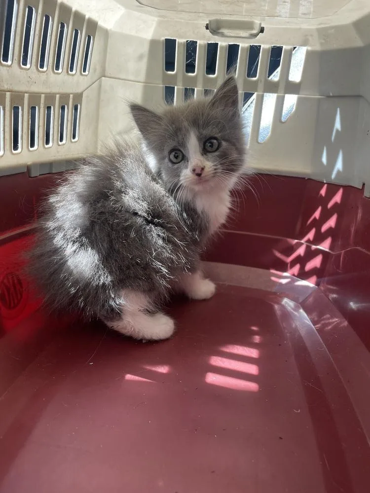A baby small-sized female Gray & White Domestic Long Hair cat named Amren for adoption in Newnan, GA