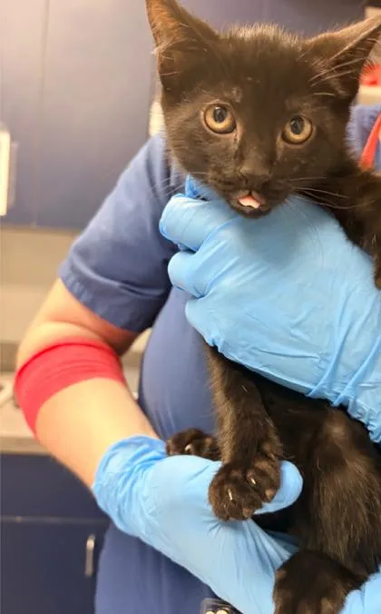 A young small-sized male Domestic Short Hair cat named B Porthos for adoption in North Charleston, SC