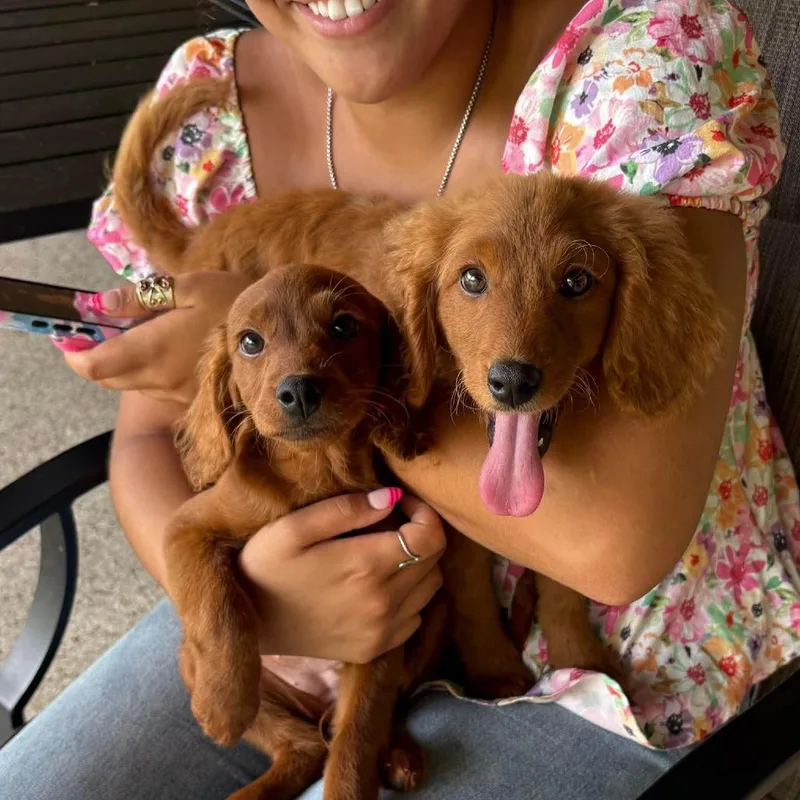 A baby medium-sized female Red / Chestnut / Orange Golden Retriever dog named Lulu Jean for adoption in Houston, TX