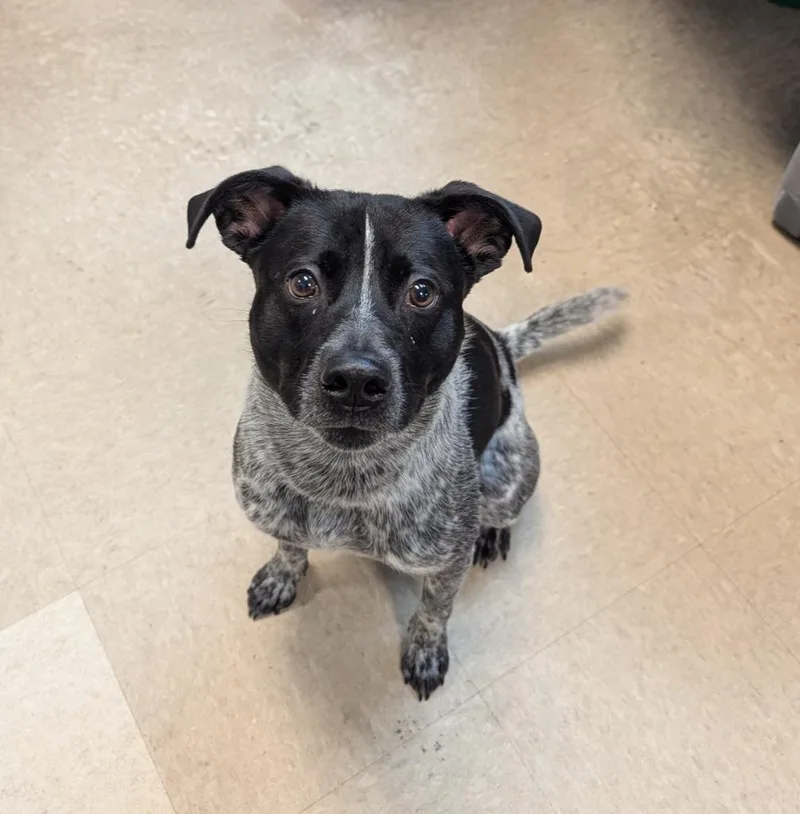 A young medium-sized male Cattle Dog dog named Wonder for adoption in La Porte, IN