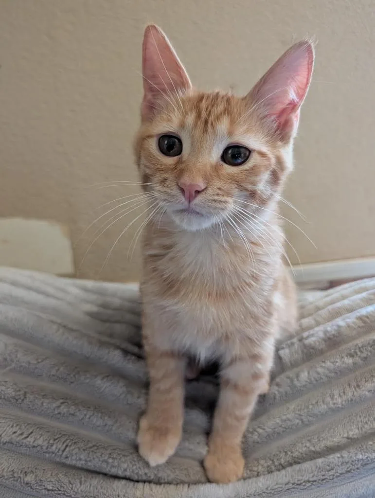 A baby medium-sized male Domestic Short Hair cat named HarleyDavidson for adoption in Salt Lake City, UT
