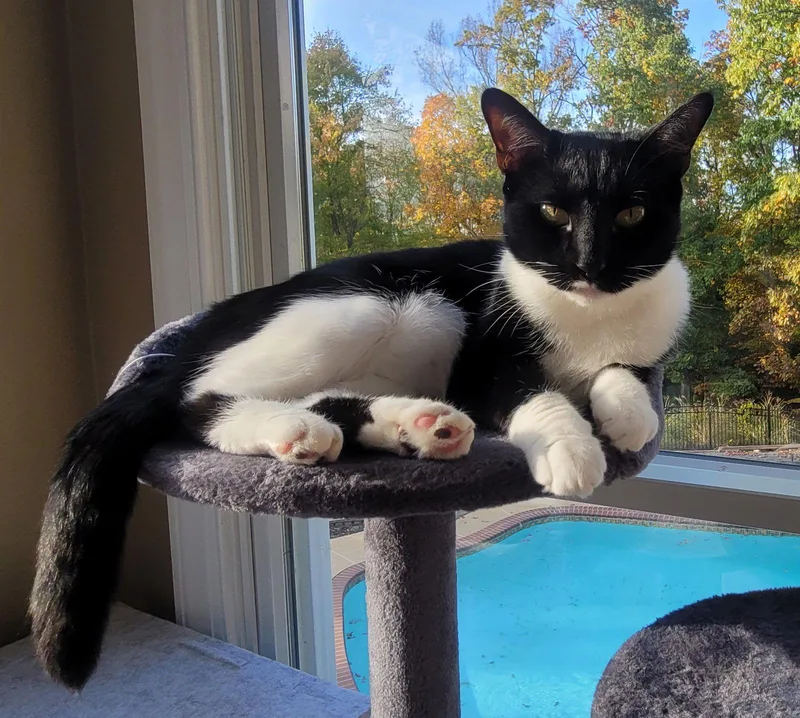 Maisie  Felv+ thumbnail 2