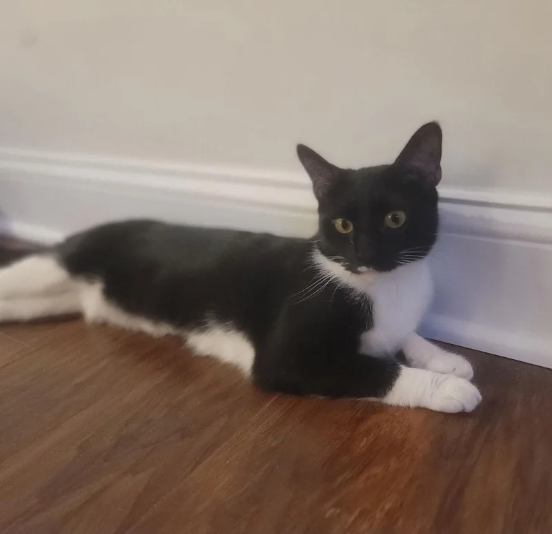 Maisie  Felv+ thumbnail 3