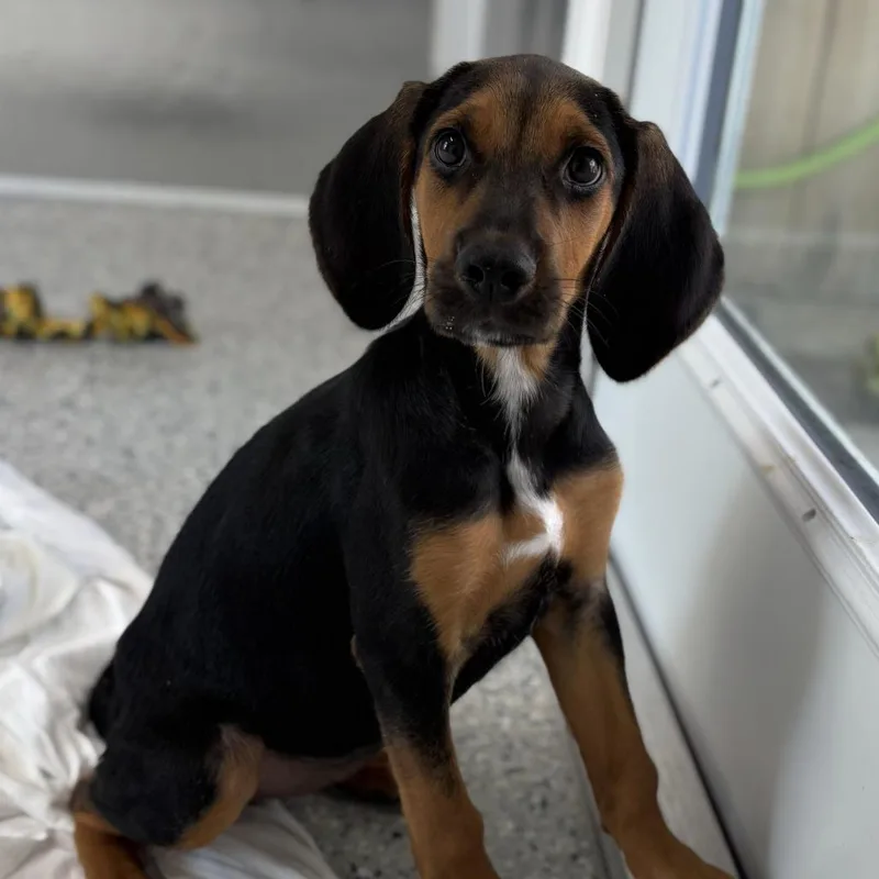 A baby small-sized female Black Beagle dog named Gonzo for adoption in Freeport, FL