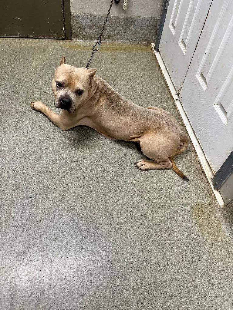 An adult large-sized male American Bulldog dog named Gunner for adoption in Hopkinsville, KY
