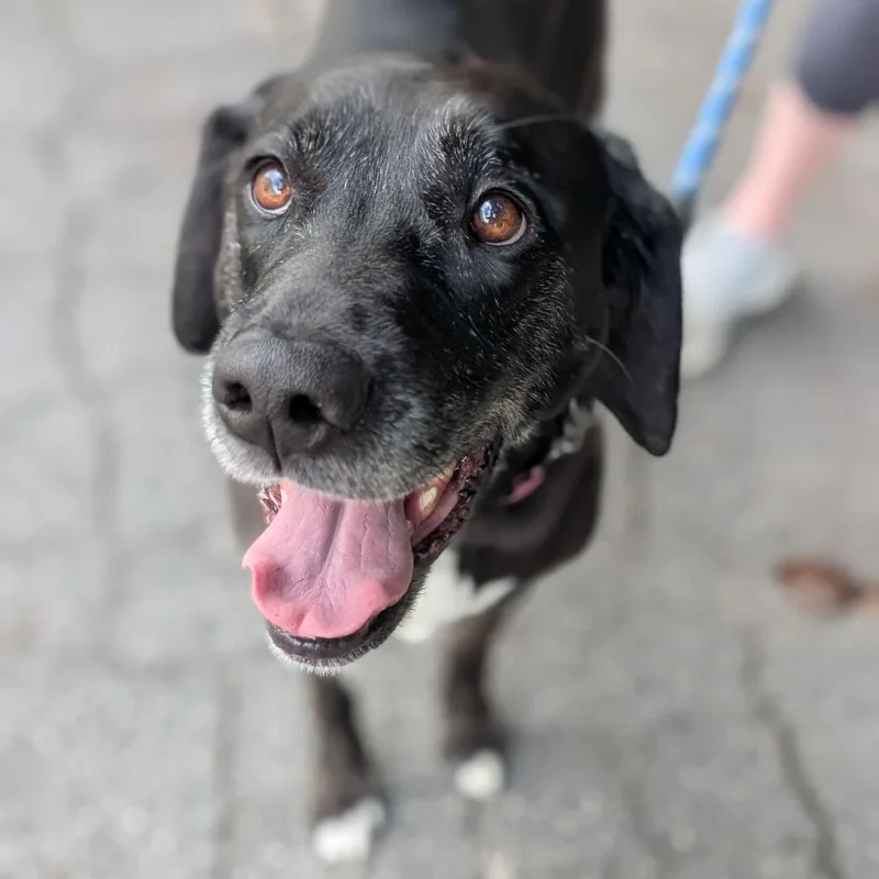 Stella Blue thumbnail 3