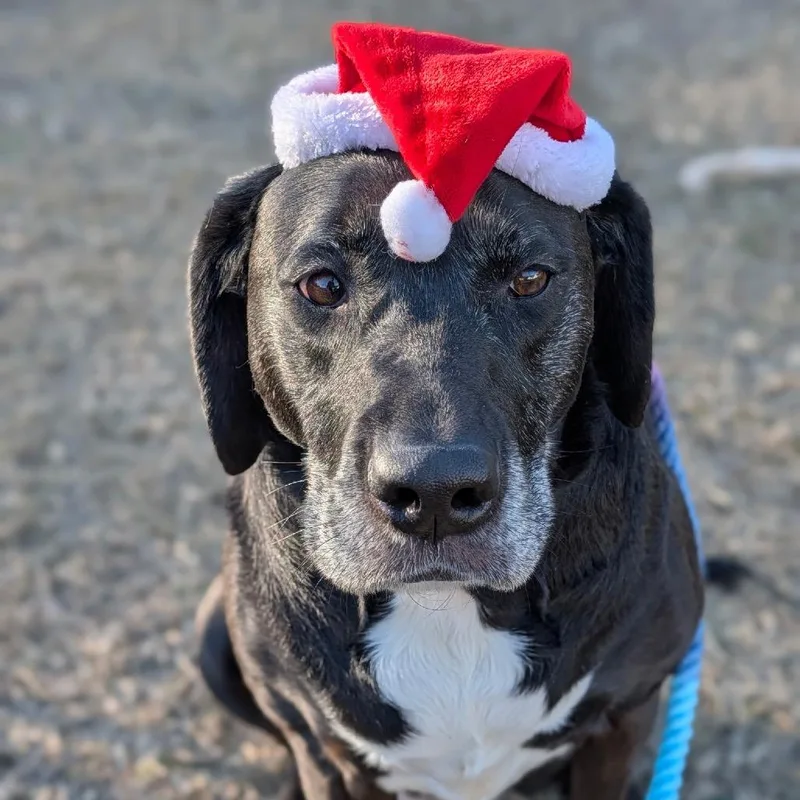 Stella Blue thumbnail 4