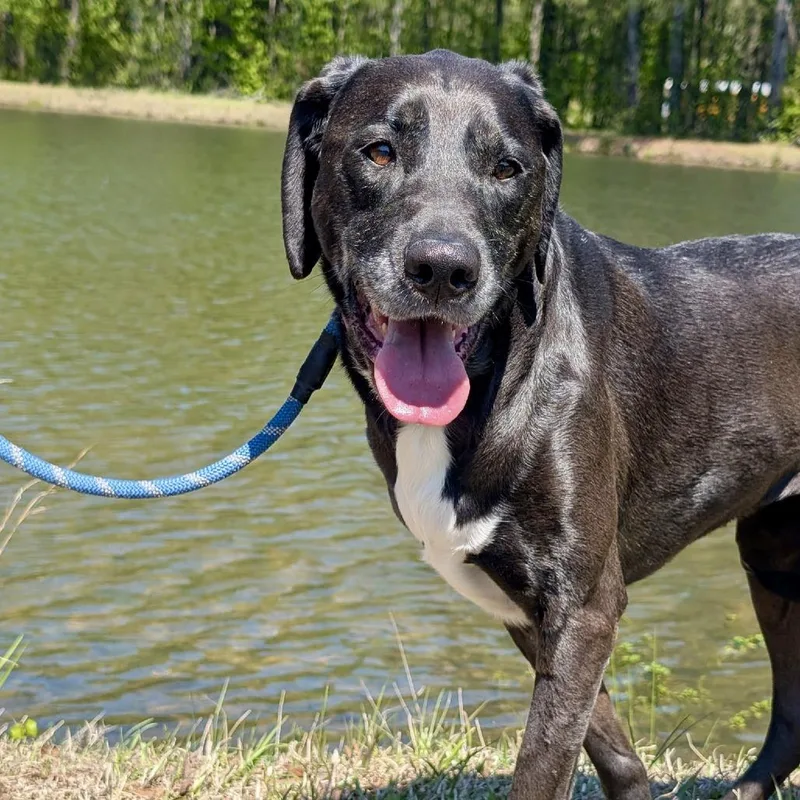 Stella Blue thumbnail 5