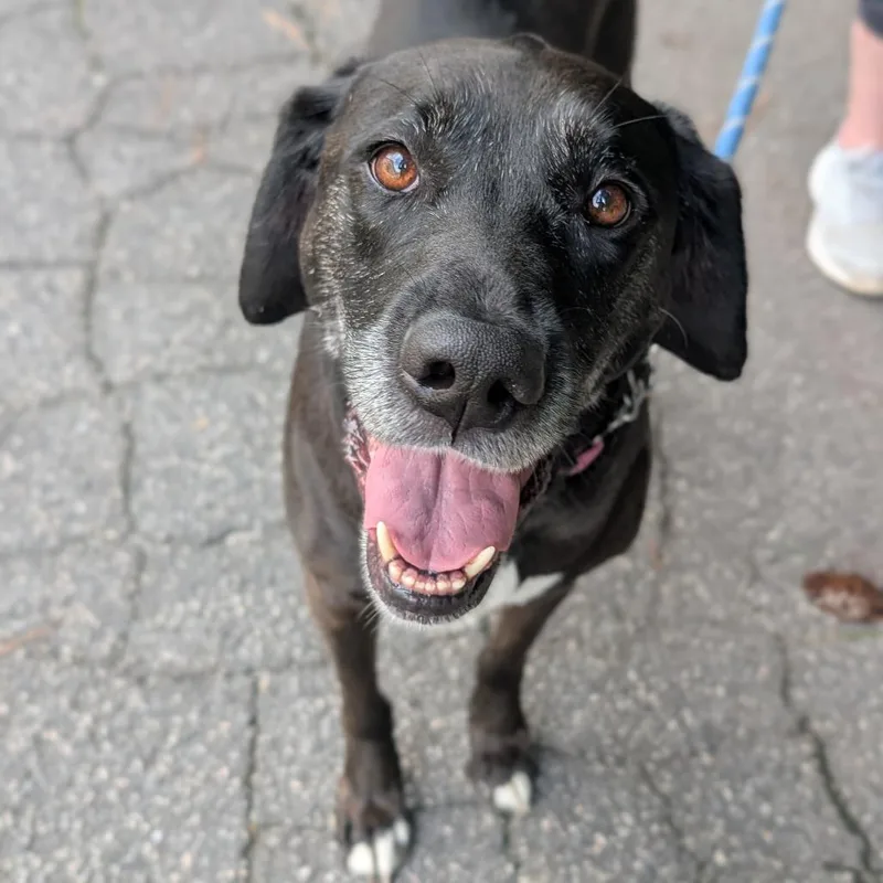 Stella Blue thumbnail 6