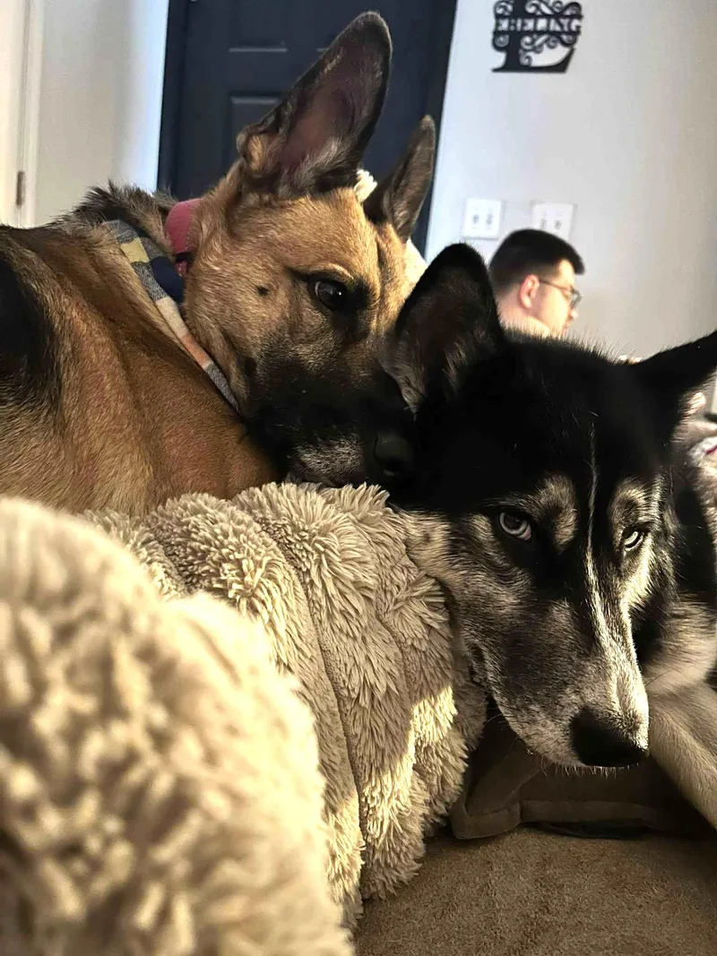 An adult medium-sized female Bicolor German Shepherd Dog dog named Ada for adoption in Pompton Plains, NJ