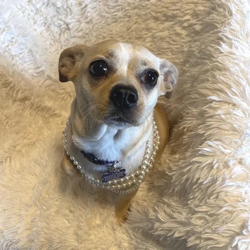 An adult small-sized female Yellow / Tan / Blond / Fawn Chihuahua dog named Izzi for adoption in Allen, TX