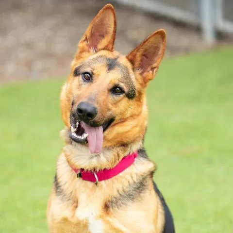 A young medium-sized female German Shepherd Dog dog named Noira for adoption in Camarillo, CA