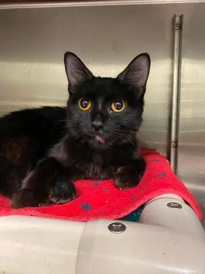 A young small-sized female Domestic Short Hair cat named Crackle for adoption in Hobart, IN