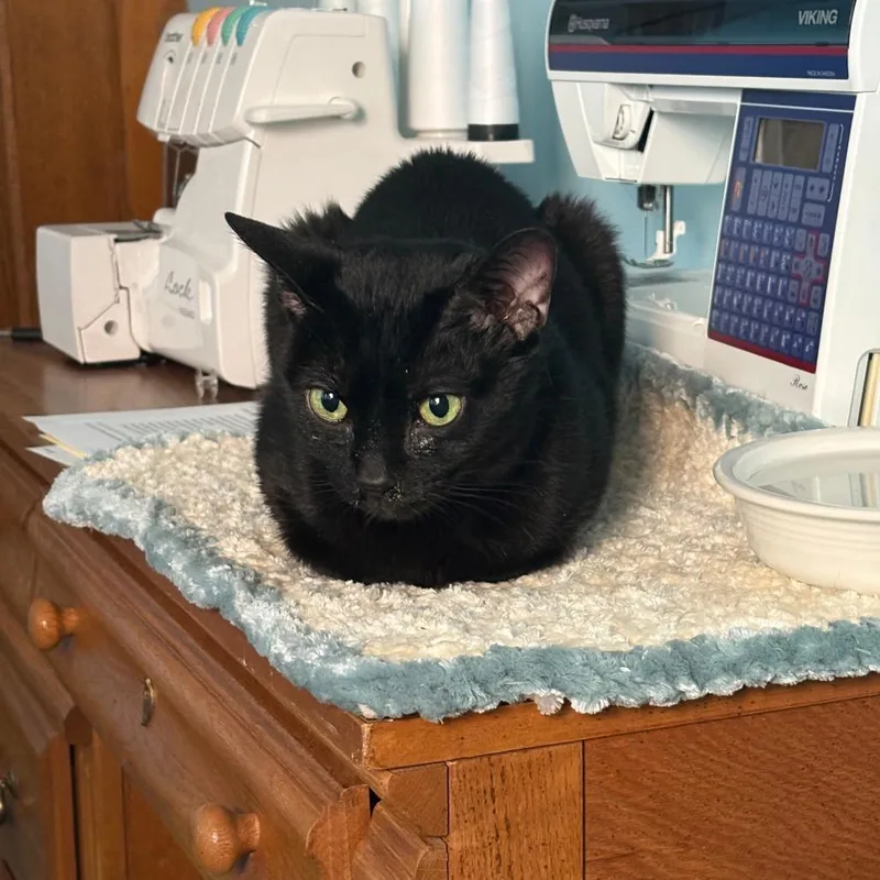 An adult large-sized female Black Domestic Short Hair cat named Mira for adoption in Oak Park, IL