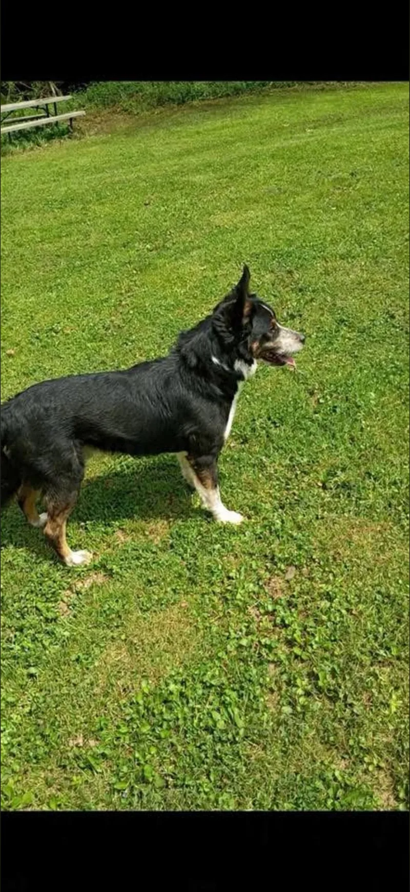 An adult medium-sized male Australian Cattle Dog / Blue Heeler dog named Bandit for adoption in Long Bottom, OH