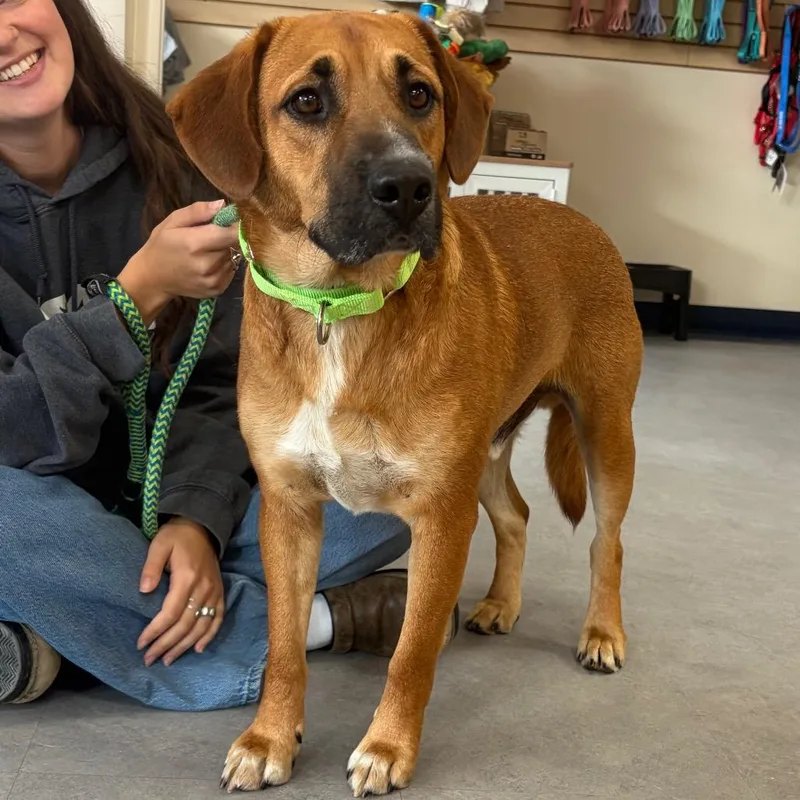 An adult medium-sized male Mixed Breed dog named Terry for adoption in Morrisville, VT
