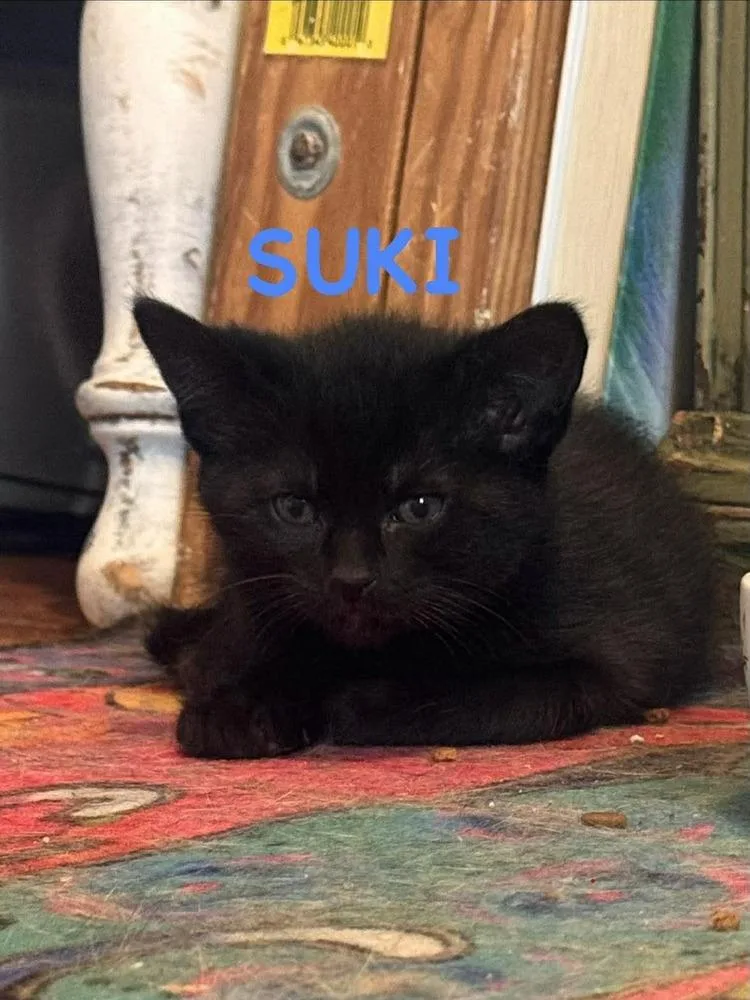 A baby small-sized female Black Domestic Short Hair cat named Suki for adoption in Lincoln, NE