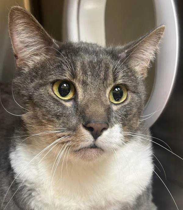 An adult small-sized male Domestic Short Hair cat named Jaeger for adoption in Sioux City, IA