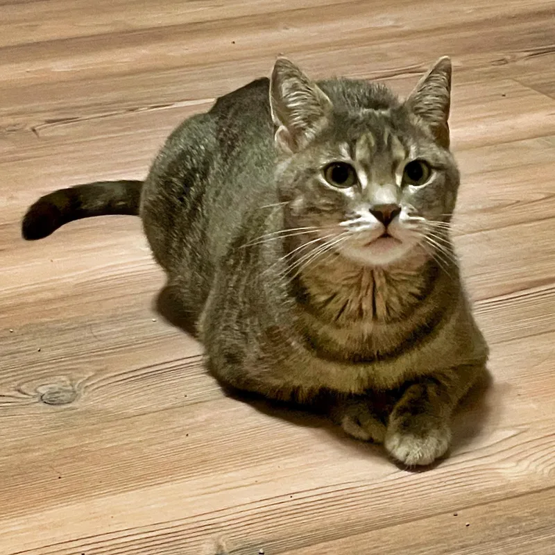 An adult medium-sized female Tabby (Gray / Blue / Silver) Domestic Short Hair cat named Daisy for adoption in Rochester, MN