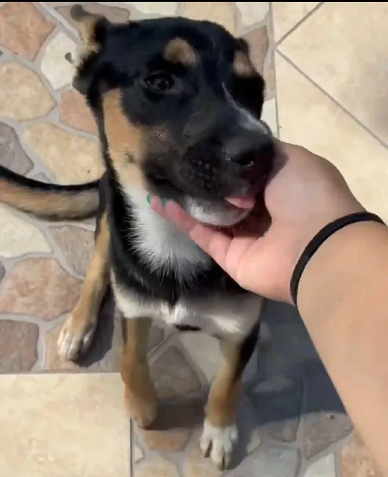 A young medium-sized female Tricolor (Brown, Black, & White) Australian Cattle Dog / Blue Heeler dog named Gypsy for adoption in Gregory, TX