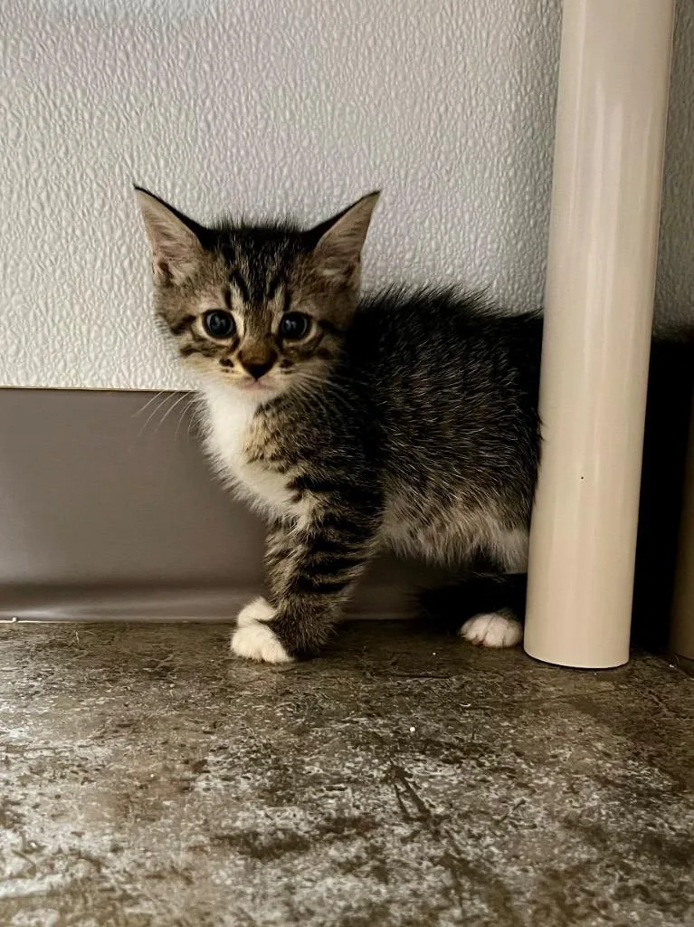 A baby small-sized male Domestic Short Hair cat named Phineas for adoption in Clinton, SC