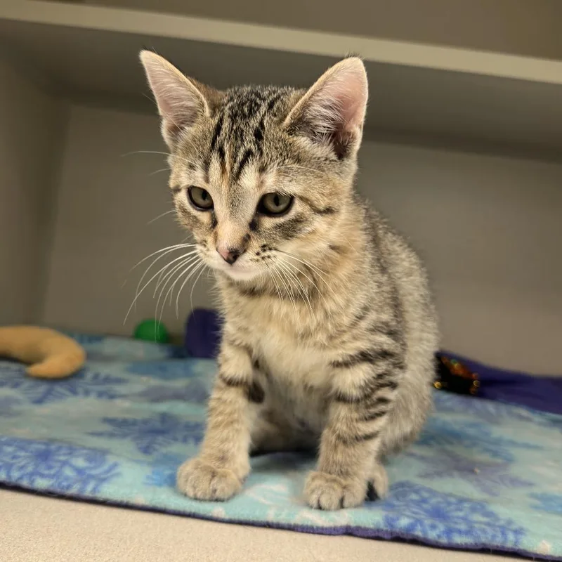 A baby small-sized female Brown / Chocolate Domestic Short Hair cat named Zuri for adoption in Durango, CO