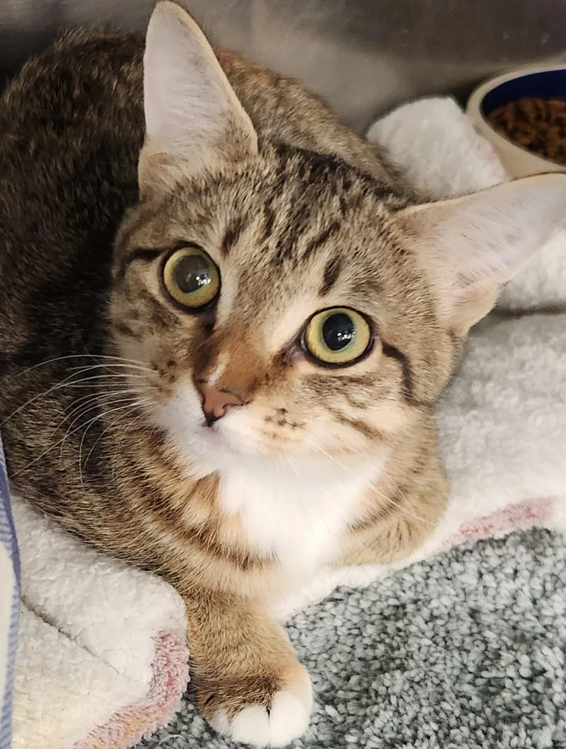 A baby small-sized female Tabby (Buff / Tan / Fawn) Domestic Short Hair cat named Maple for adoption in San Antonio, TX