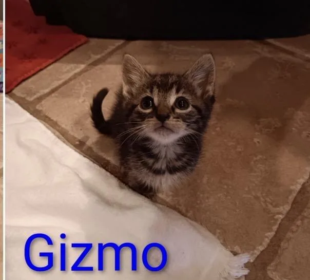 A baby medium-sized male Domestic Short Hair cat named Gizmo for adoption in Crown Point, IN