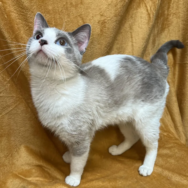 Artemis  At Petsmart thumbnail 2