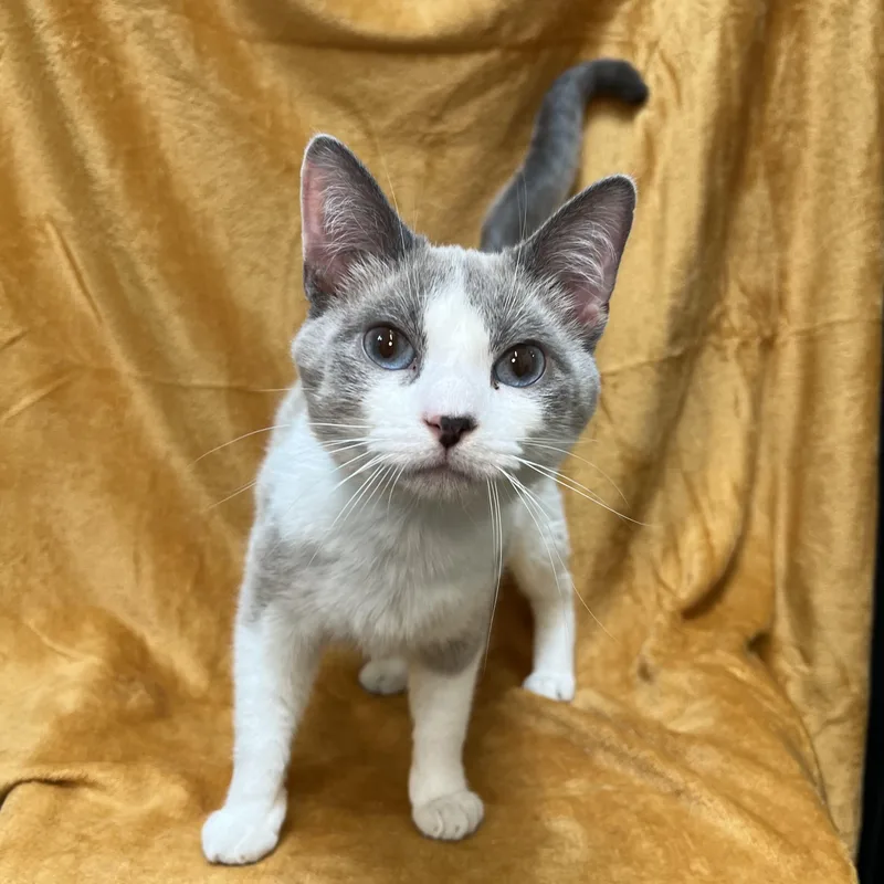 Artemis  At Petsmart thumbnail 3