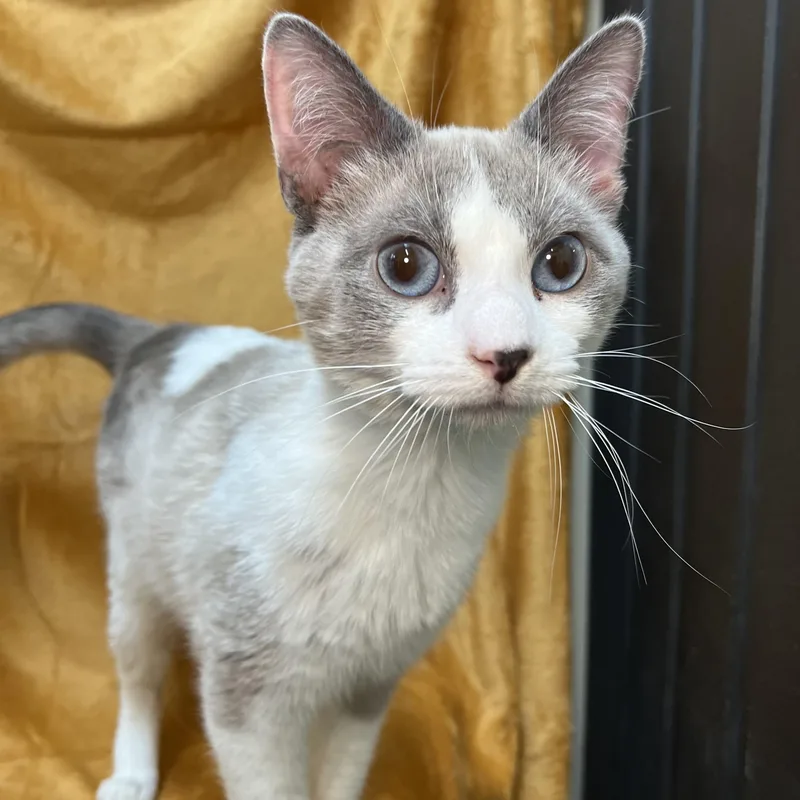 Artemis  At Petsmart thumbnail 4
