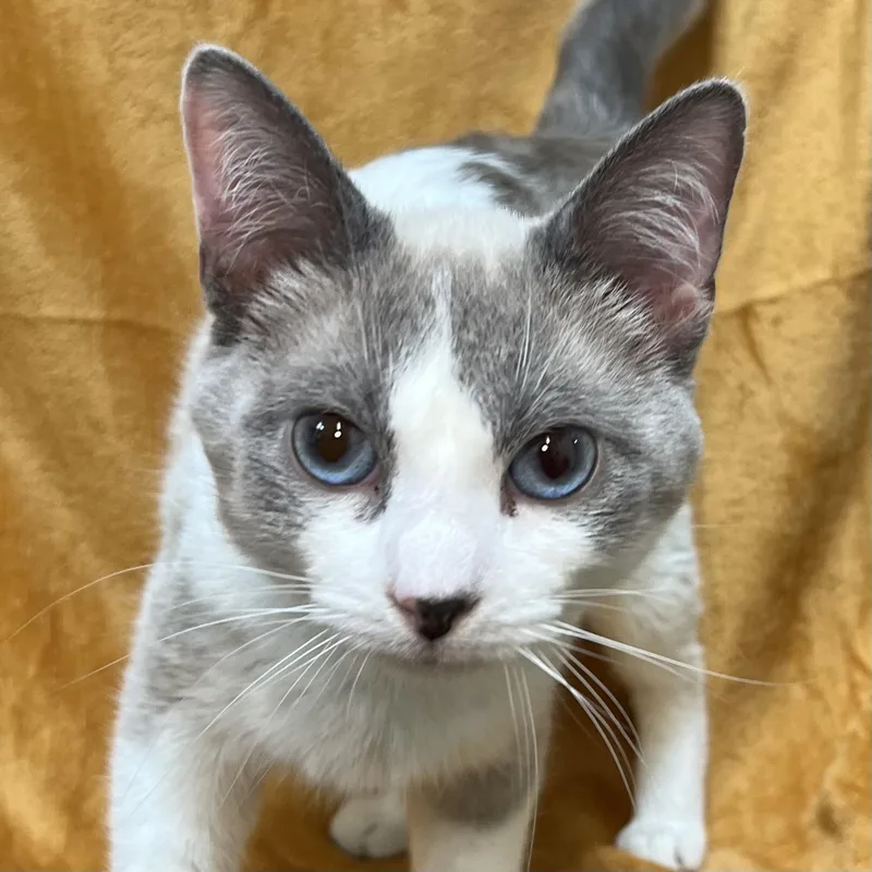 Artemis  At Petsmart thumbnail 5