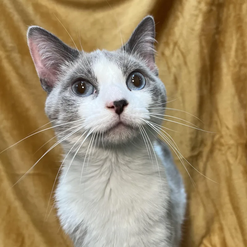 Artemis  At Petsmart thumbnail 6