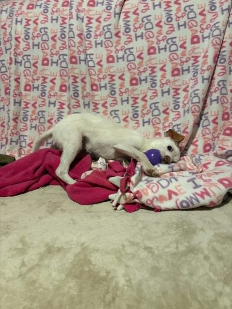A baby small-sized male Chihuahua dog named Auggie Chase for adoption in Mukwonago, WI