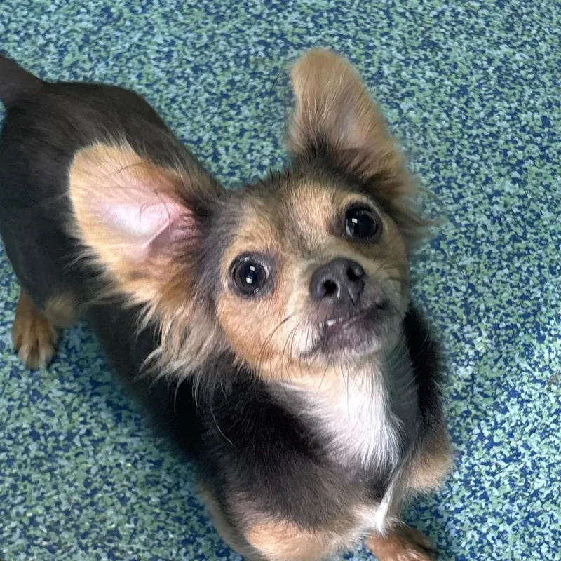 A young small-sized male Brown / Chocolate Mixed Breed dog named Olive for adoption in Naples, FL