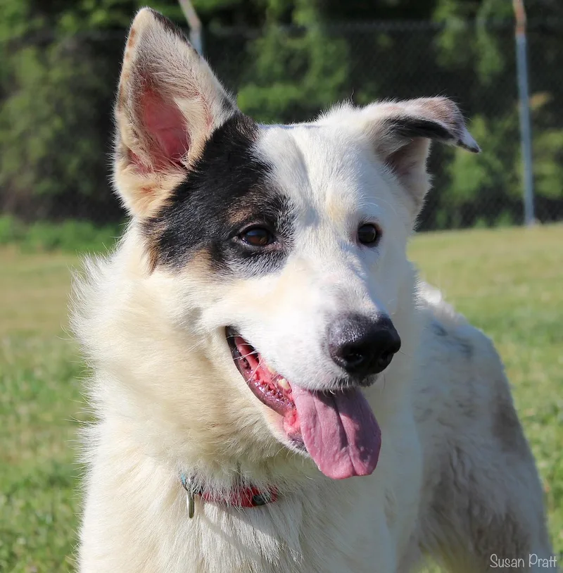 An adult large-sized male White / Cream German Shepherd Dog dog named Gunther for adoption in Bedford, VA