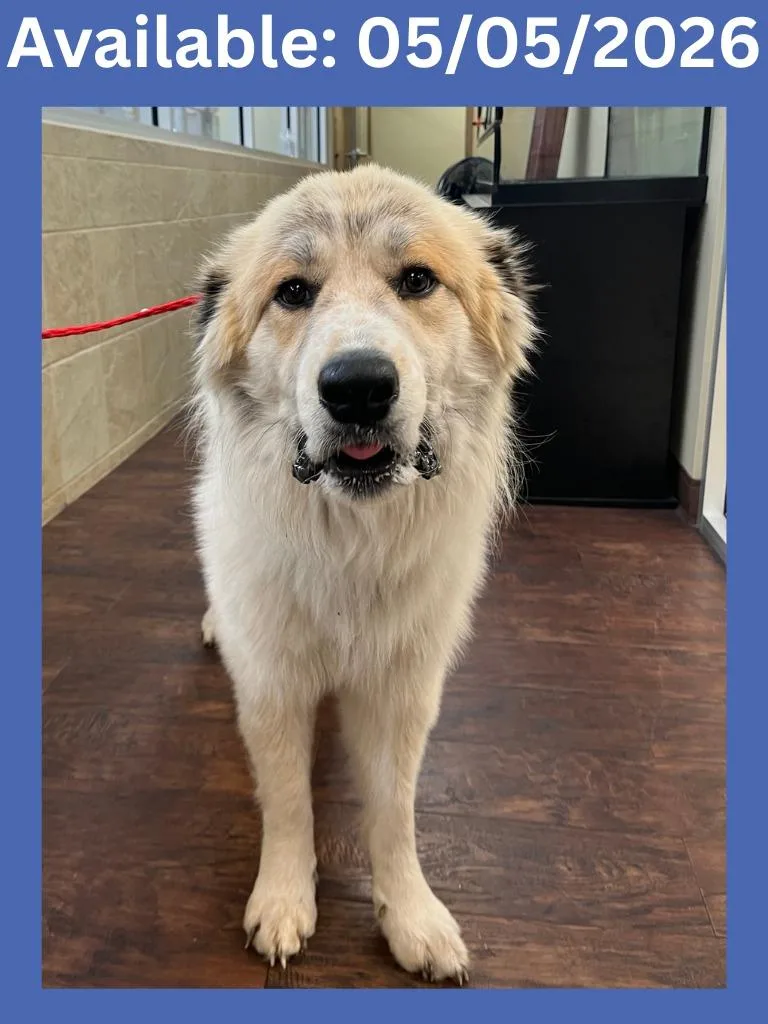 A young extra large-sized male Great Pyrenees dog named Dog Kennel  Mocha for adoption in Greenville, TX