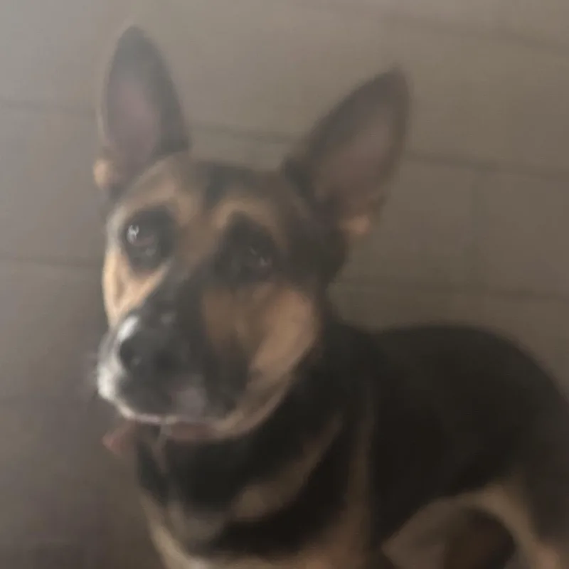 An adult large-sized male Black German Shepherd Dog dog named Bon Jovi for adoption in Yuma, AZ