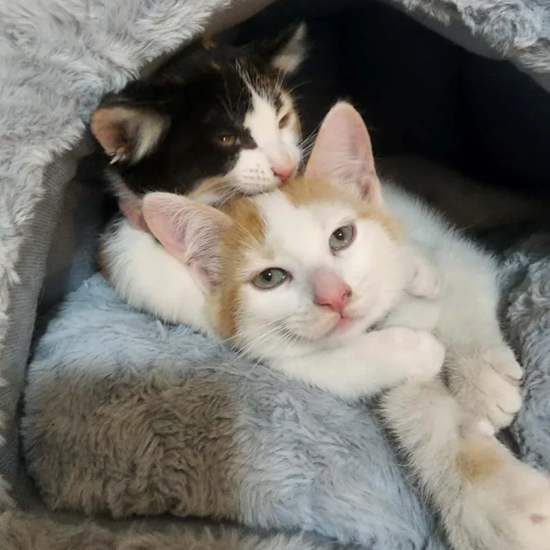 A baby small-sized male White Domestic Short Hair cat named Monroe for adoption in Grand Rapids, MN